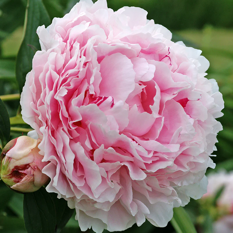 'Sarah Bernhardt' Peony (Paeonia) - Image 2