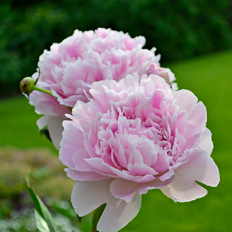 'Sarah Bernhardt' Peony (Paeonia) - Image 3