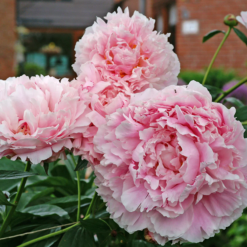'Sarah Bernhardt' Peony (Paeonia) - Image 4