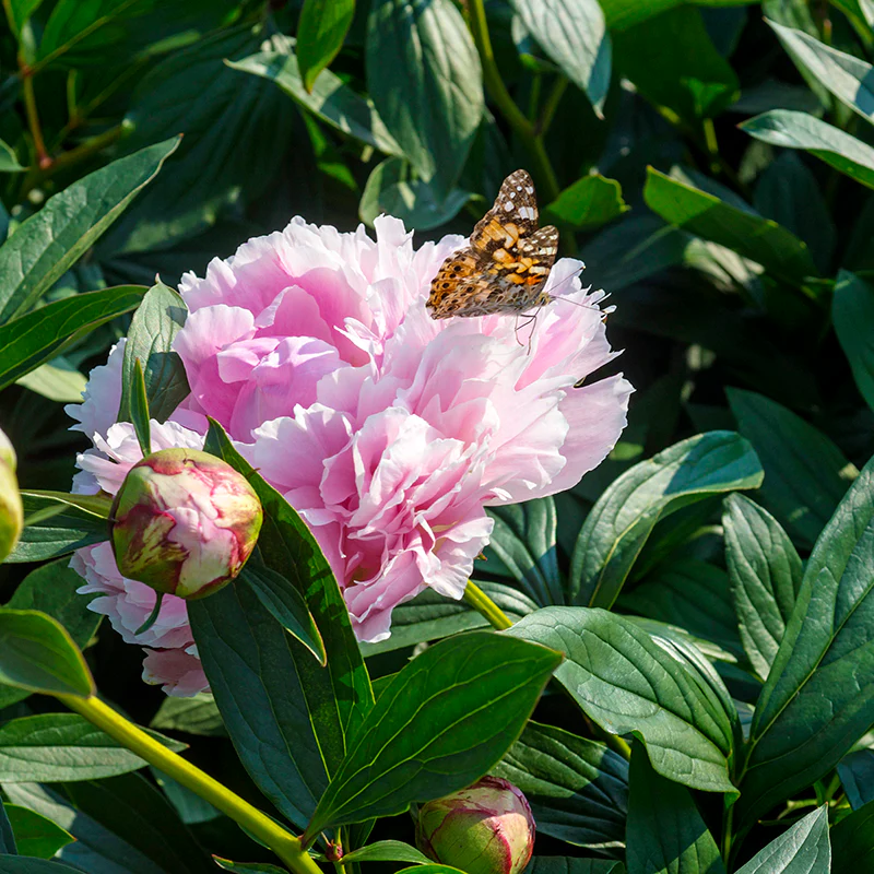 'Sarah Bernhardt' Peony (Paeonia) - Image 5
