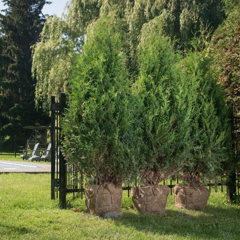 Sasquatch™ Dark Green Arborvitae (Thuja) - Image 2