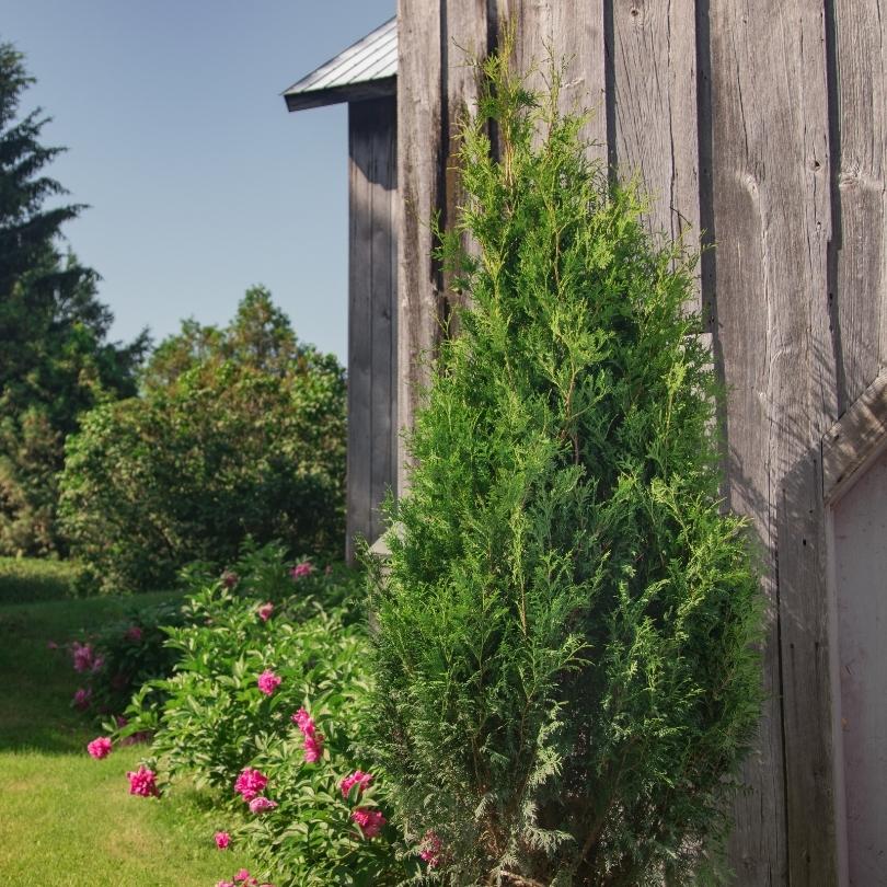 Sasquatch™ Dark Green Arborvitae (Thuja) - Image 3