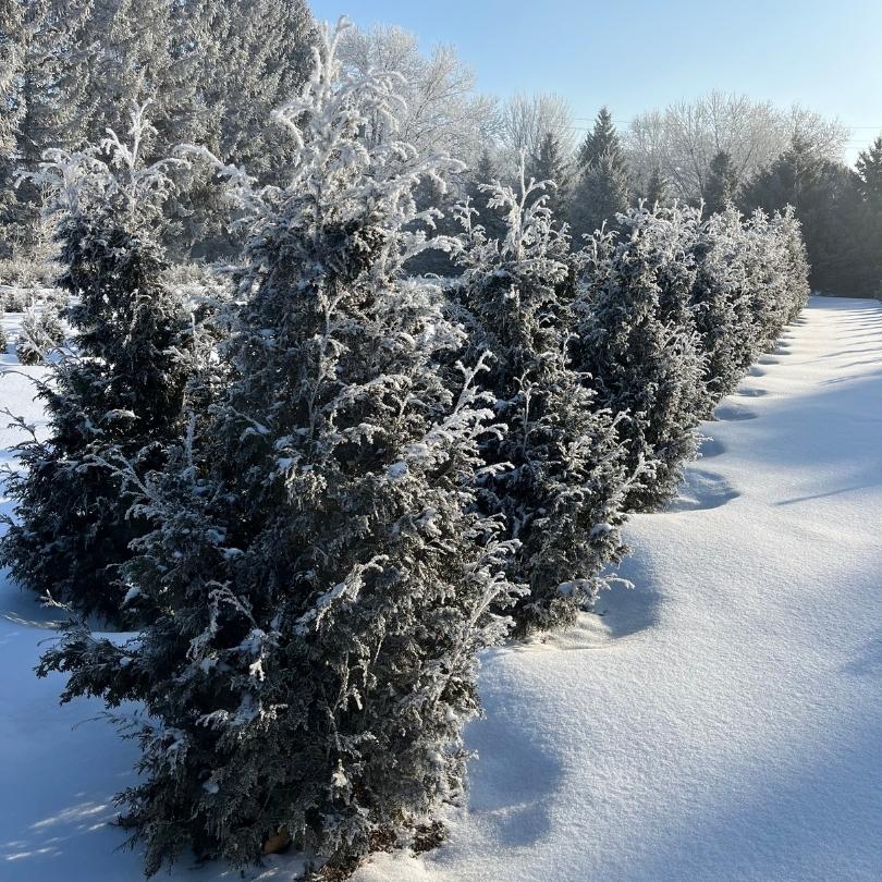 Sasquatch™ Dark Green Arborvitae (Thuja) - Image 4