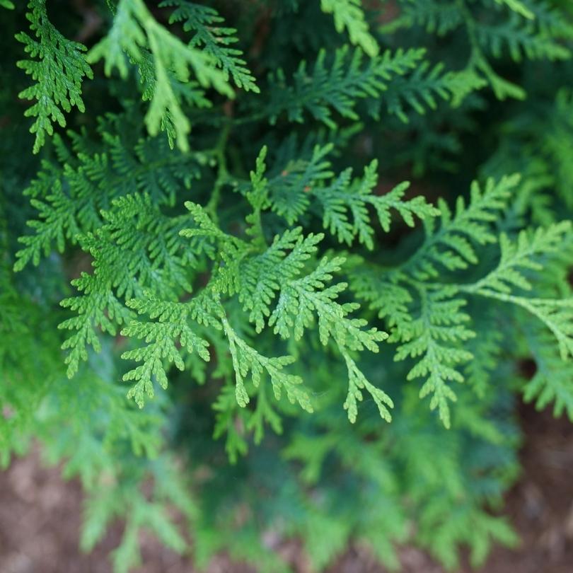 Sasquatch™ Dark Green Arborvitae (Thuja) - Image 5
