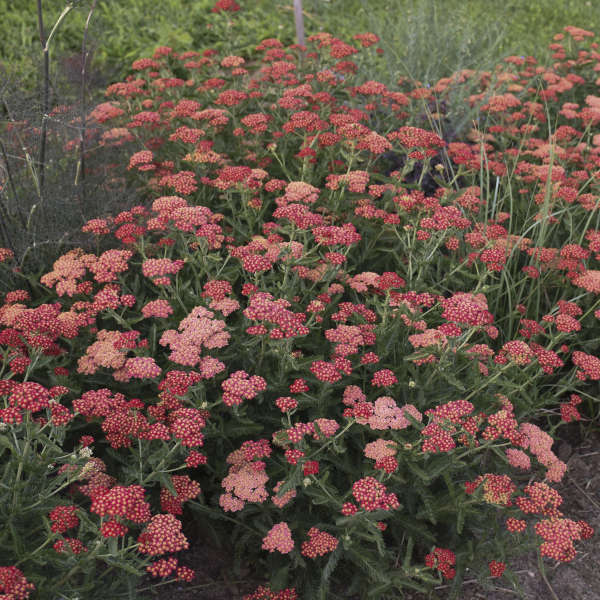 'Sassy Summer Sangria' Yarrow (Achillea) - Image 3