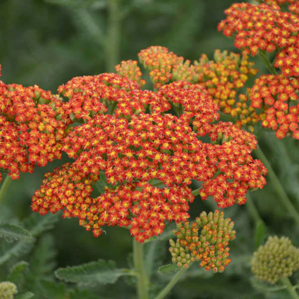 'Sassy Summer Sunset' Yarrow (Achillea) - Image 2
