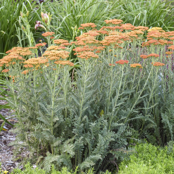 'Sassy Summer Sunset' Yarrow (Achillea) - Image 3