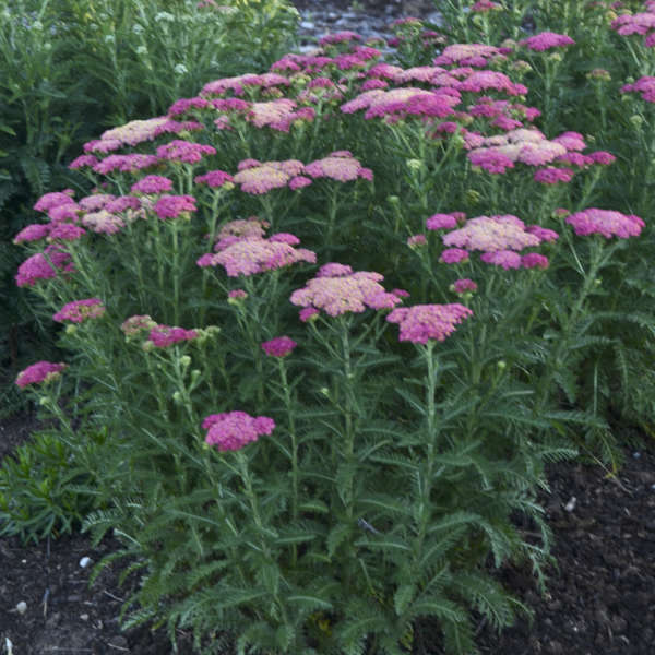 'Sassy Summer Taffy' Yarrow (Achillea) - Image 2