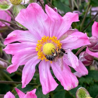 Satin Doll™ 'Glow' Japanese Anemone - Image 3