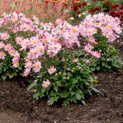 Satin Doll™ 'Glow' Japanese Anemone - Image 5
