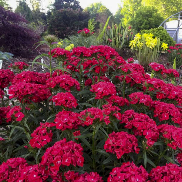 'Scarlet Fever' Dianthus - Image 2