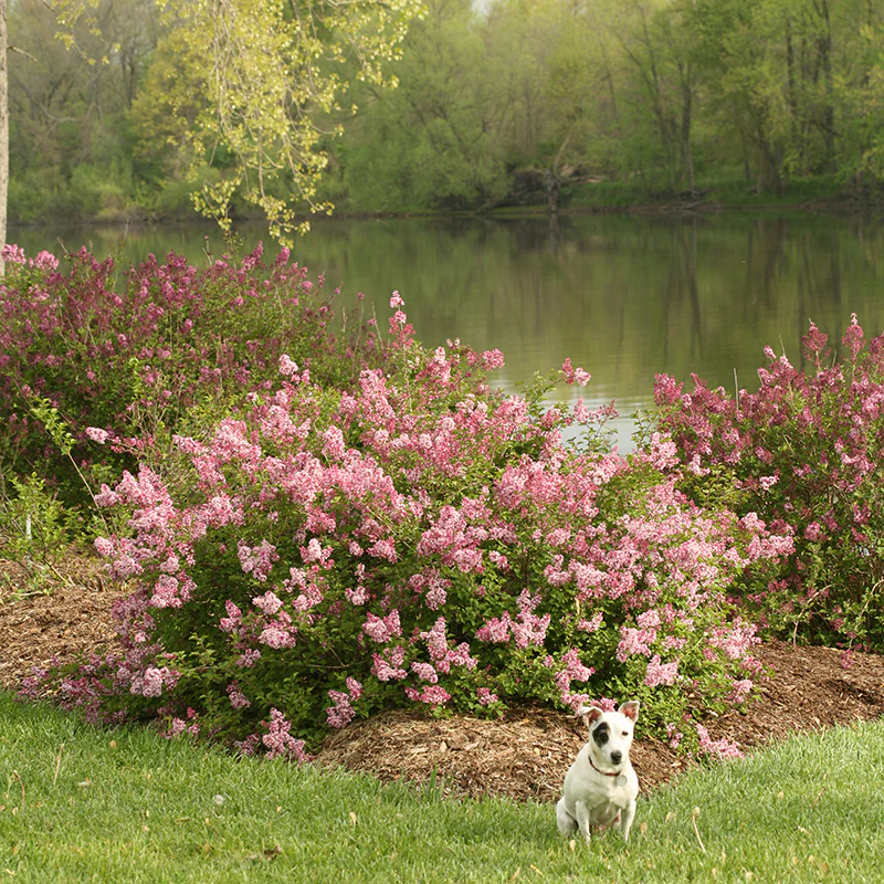 Scent and Sensibility™ Pink Lilac - Image 2