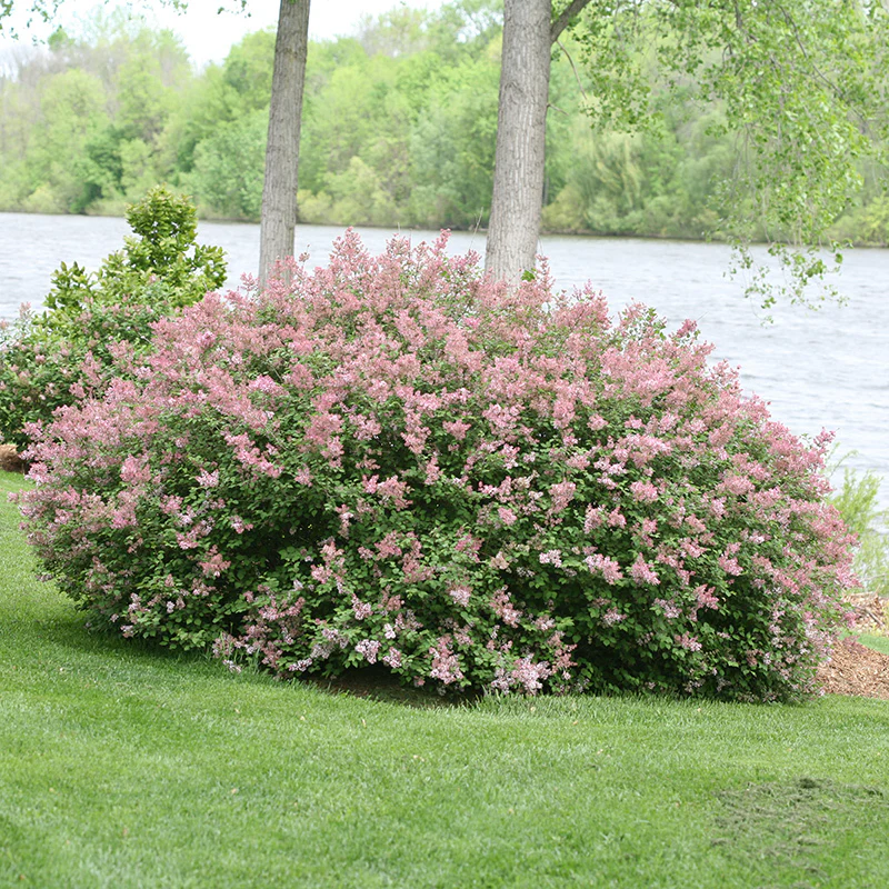 Scent and Sensibility™ Pink Lilac - Image 3