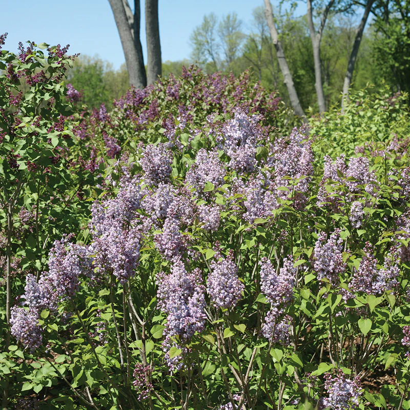 Scentara® Double Blue Lilac (Syringa) - Image 2