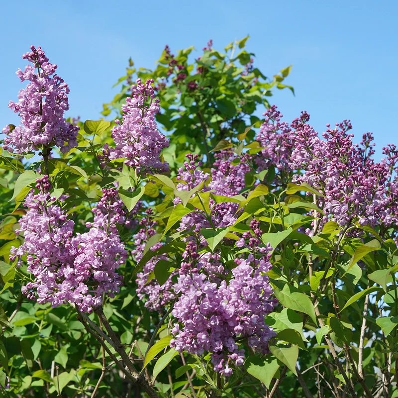 Scentara® Double Blue Lilac (Syringa) - Image 3