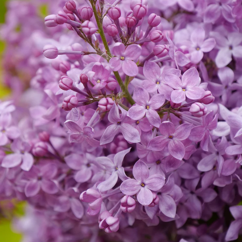Scentara Pura® Lilac (Syringa) - Image 2