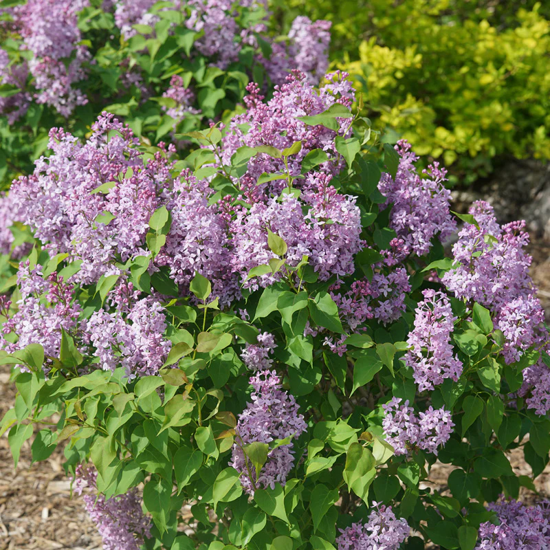 Scentara Pura® Lilac (Syringa) - Image 3