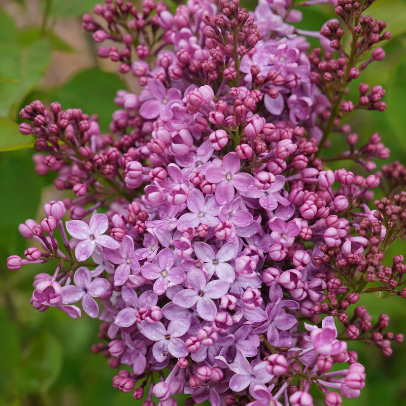 Scentara Pura® Lilac (Syringa) - Image 4