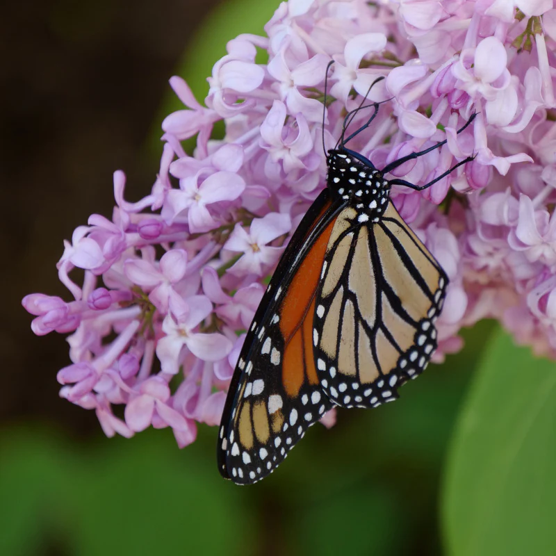 Scentara Pura® Lilac (Syringa) - Image 5