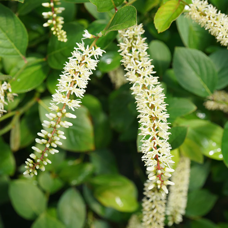 Scentlandia® Sweetspire (Itea) - Image 3