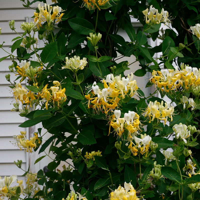 'Scentsation' Honeysuckle Vine (Lonicera) - Image 3