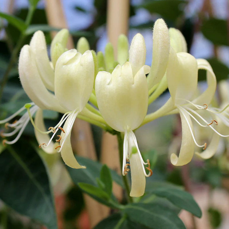 'Scentsation' Honeysuckle Vine (Lonicera) - Image 4