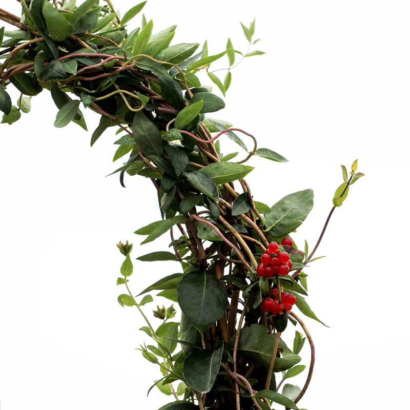 'Scentsation' Honeysuckle Vine (Lonicera) - Image 5