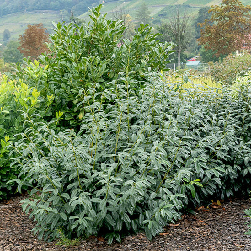 Schipka Cherry Laurel (Prunus) - Image 2