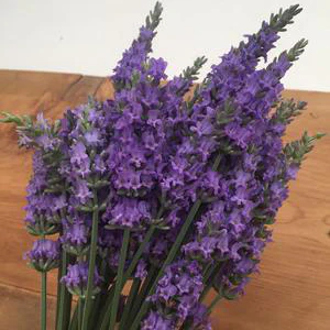 Sensational!® Lavender (Lavandula) - Image 2