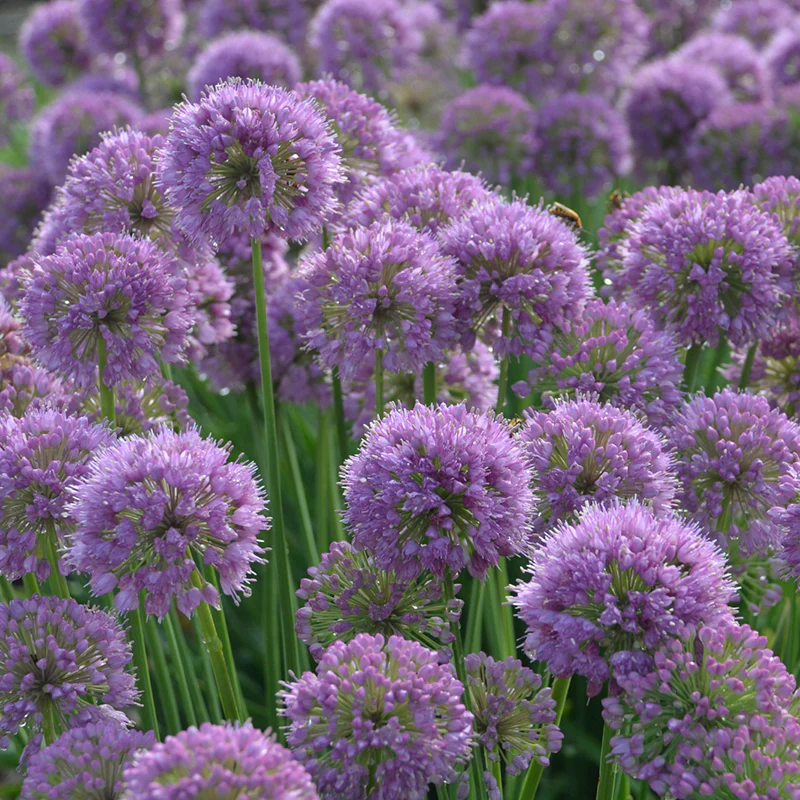 'Serendipity' Allium - Image 2