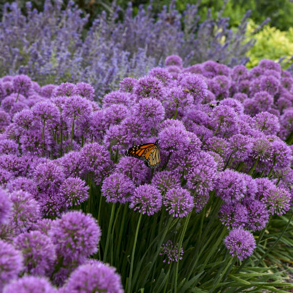 'Serendipity' Allium - Image 3