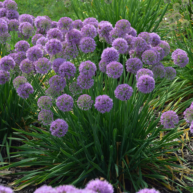 'Serendipity' Allium - Image 4
