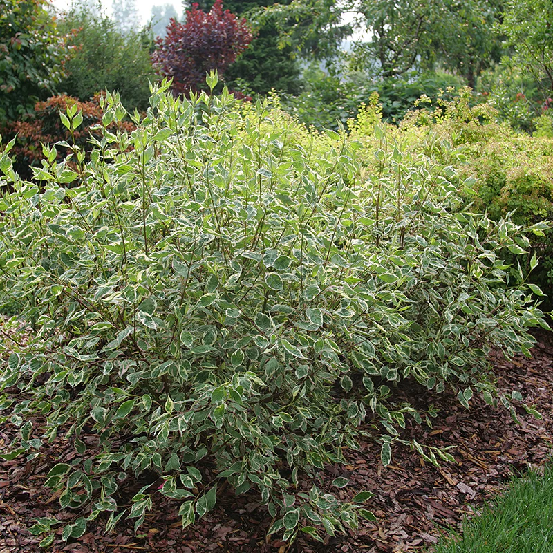 Sgt. Pepper™ Dogwood (Cornus) - Image 2