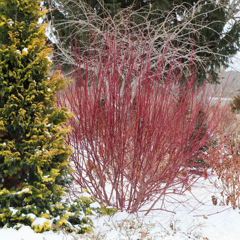 Sgt. Pepper™ Dogwood (Cornus) - Image 5
