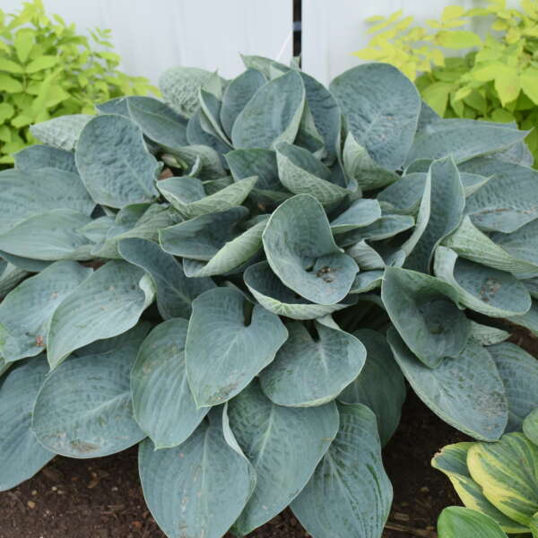 Shadowland® 'Above the Clouds' Hosta