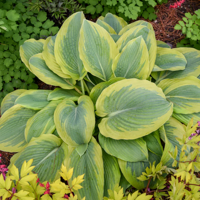 Shadowland® 'Chance Encounter' Hosta - Image 3