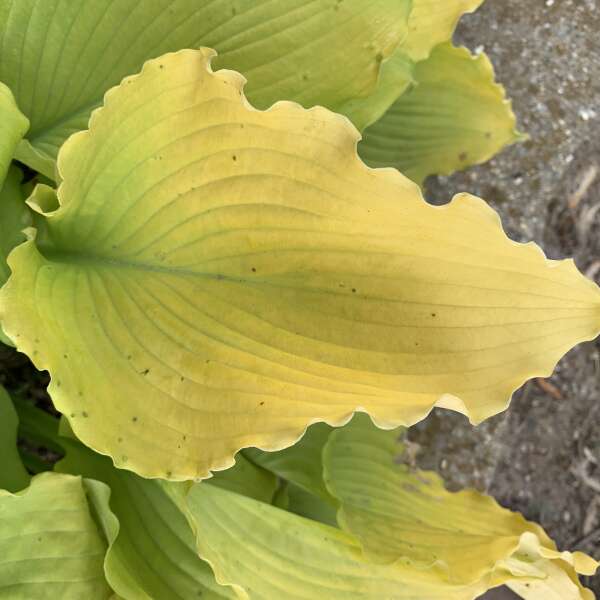 Shadowland® 'Echo the Sun' Hosta - Image 2