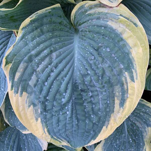Shadowland® 'Gigantosaurus' Hosta - Image 2