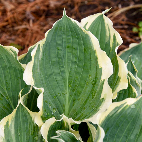 Shadowland® 'Hope Springs Eternal' Hosta - Image 2