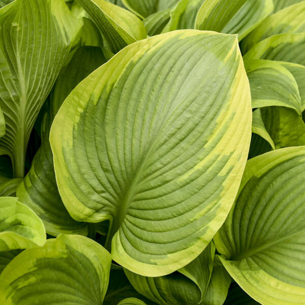 Shadowland® 'Lone Star' Hosta - Image 2