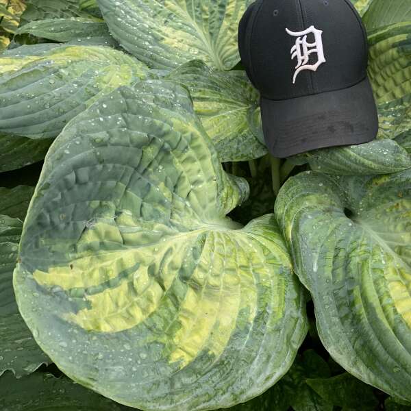 Shadowland® 'Sound of Music' Hosta - Image 2