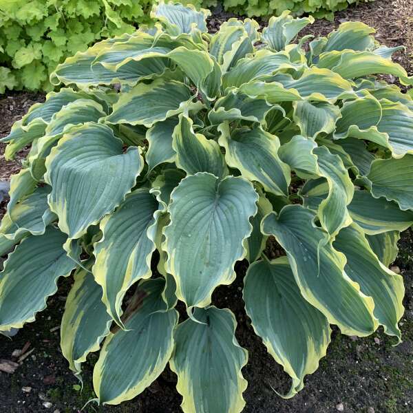 Shadowland® 'Voices in the Wind' Hosta - Image 2