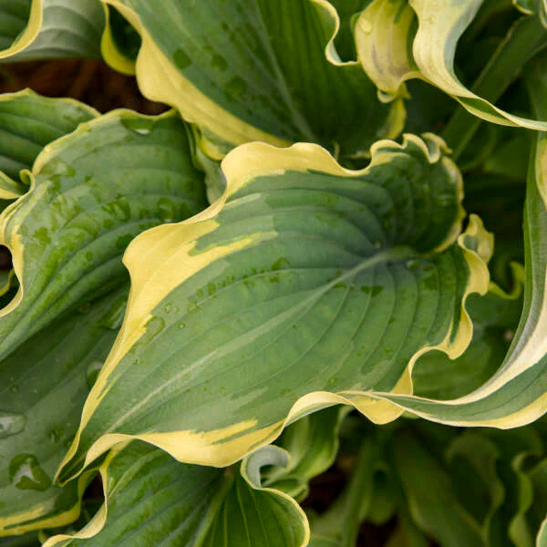 Shadowland® 'Voices in the Wind' Hosta - Image 3