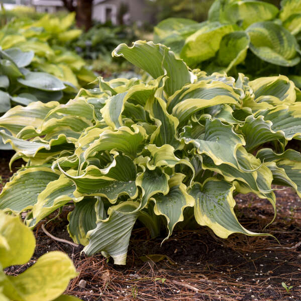 Shadowland® 'Voices in the Wind' Hosta - Image 4