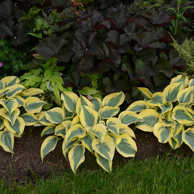 Shadowland® 'Autumn Frost' Hosta - Image 3