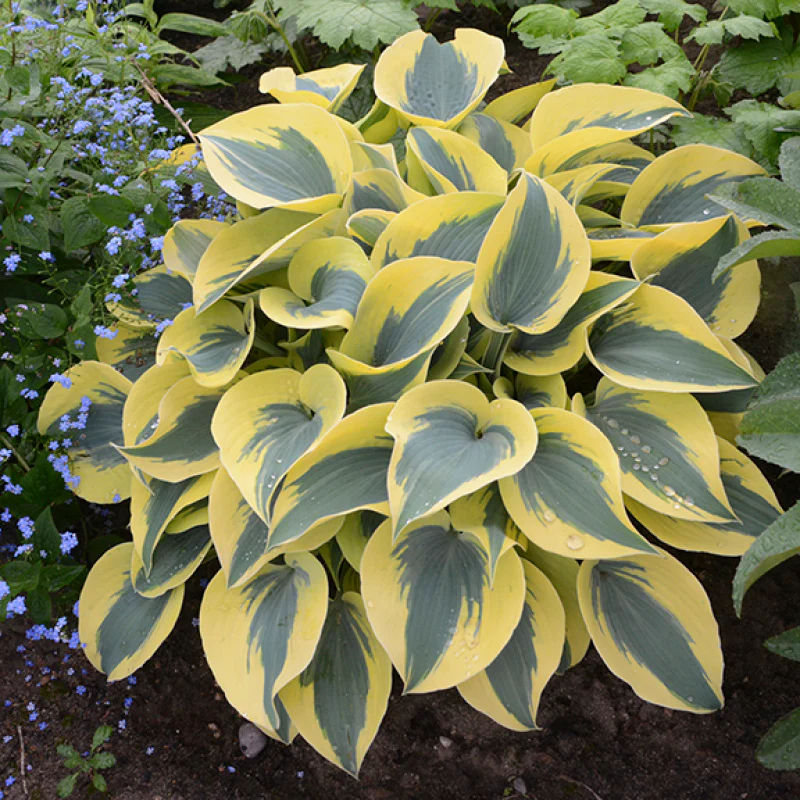 Shadowland® 'Autumn Frost' Hosta - Image 4