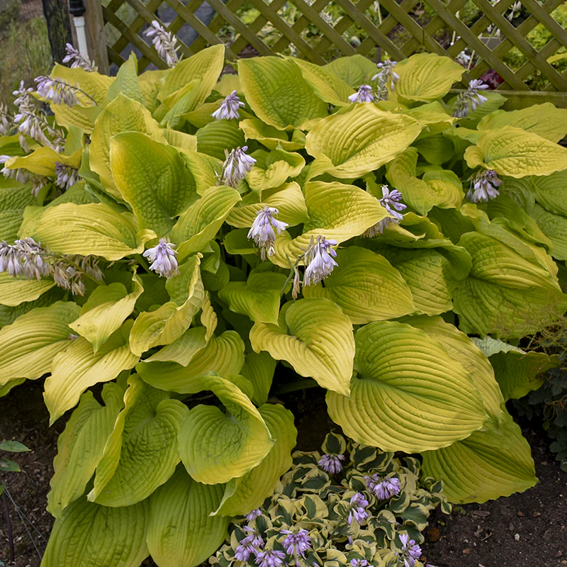Shadowland® 'Coast to Coast' Hosta