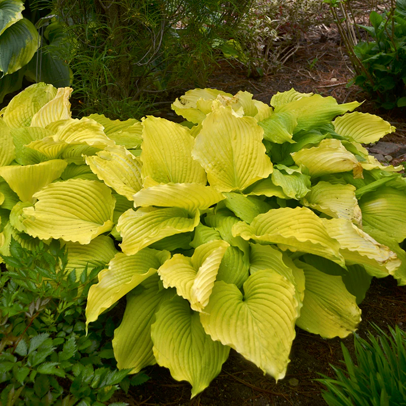 Shadowland® 'Coast to Coast' Hosta - Image 3
