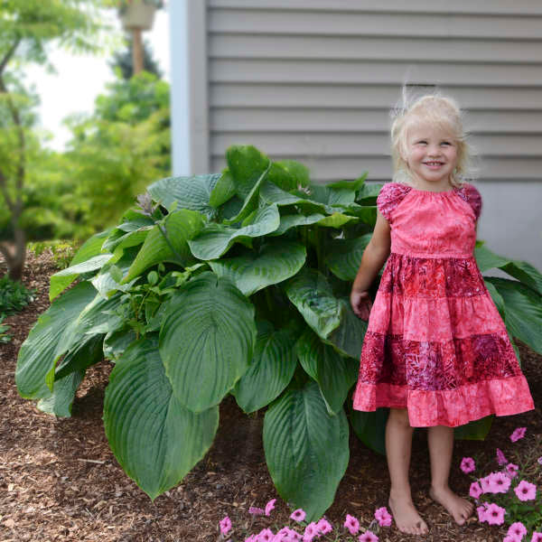 Shadowland® 'Empress Wu' Hosta - Image 3