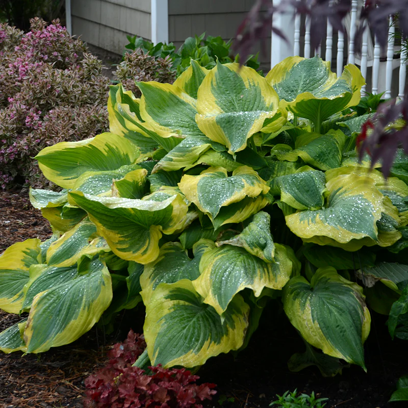 Shadowland® 'Seducer' Hosta - Image 3